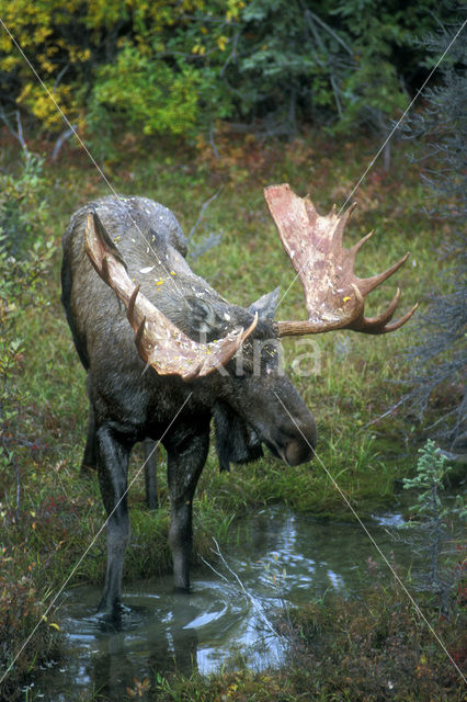 Eland (Alces alces)