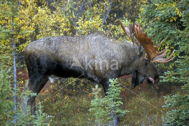 Elk (Alces alces)