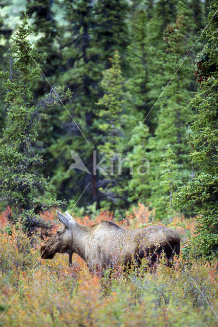 Elk (Alces alces)