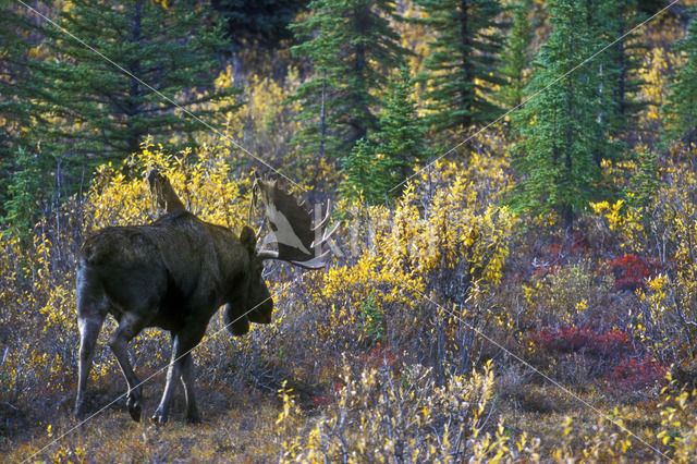 Elk (Alces alces)