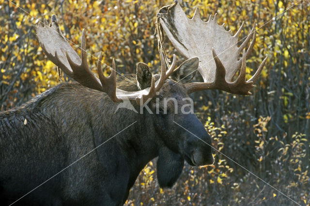 Elk (Alces alces)