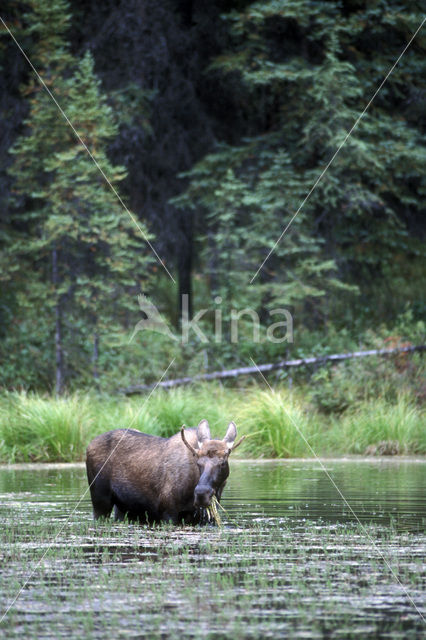 Elk (Alces alces)