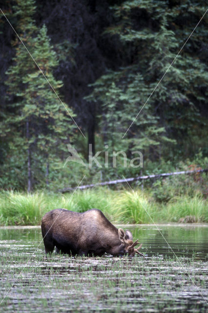 Eland (Alces alces)