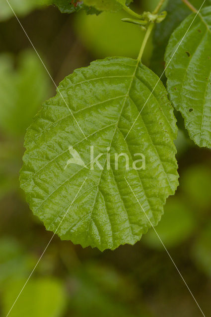 Alder (Alnus spec. )