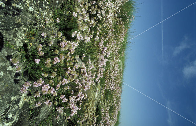 Engels gras (Armeria maritima)