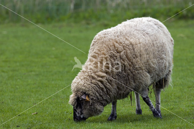 Sheep (Ovis domesticus)