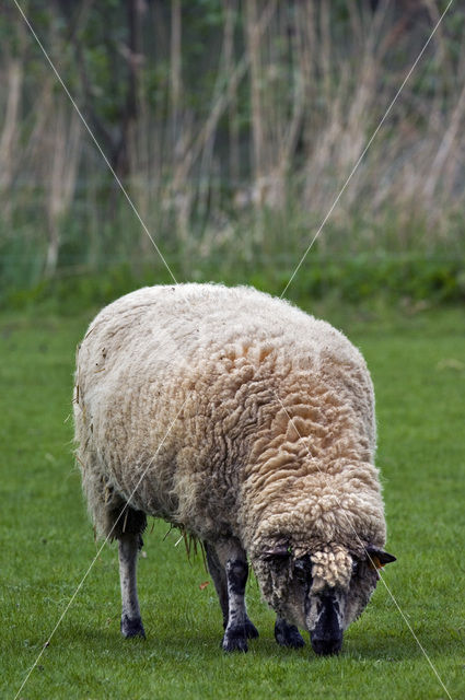 Sheep (Ovis domesticus)