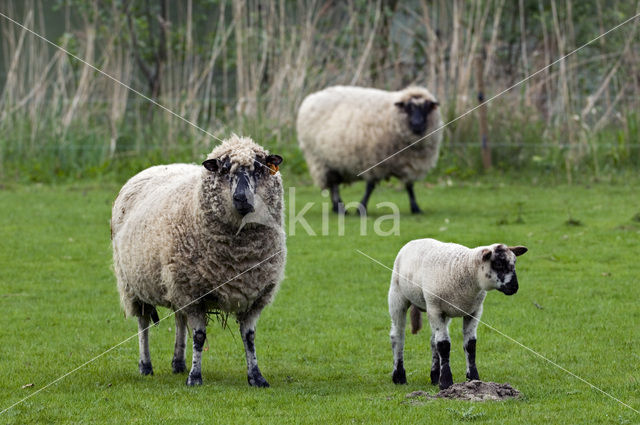 Sheep (Ovis domesticus)