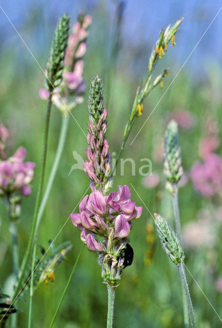 Common Sainfoin (Onobrychis viciifolia)