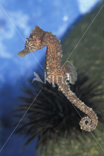 Short-snouted seahorse (Hippocampus hippocampus)