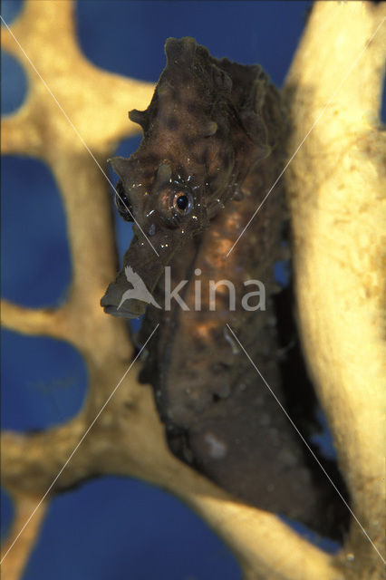 Short-snouted seahorse (Hippocampus hippocampus)