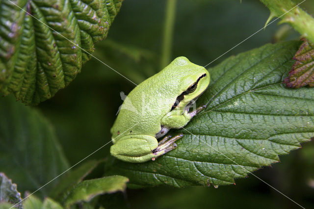 Europese boomkikker (Hyla arborea)