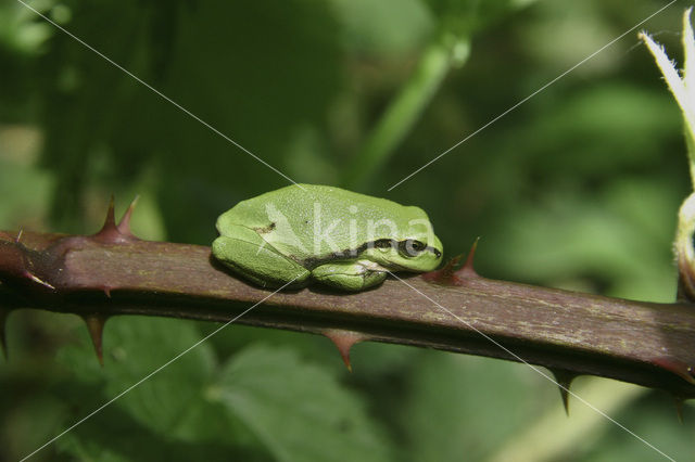 Europese boomkikker (Hyla arborea)