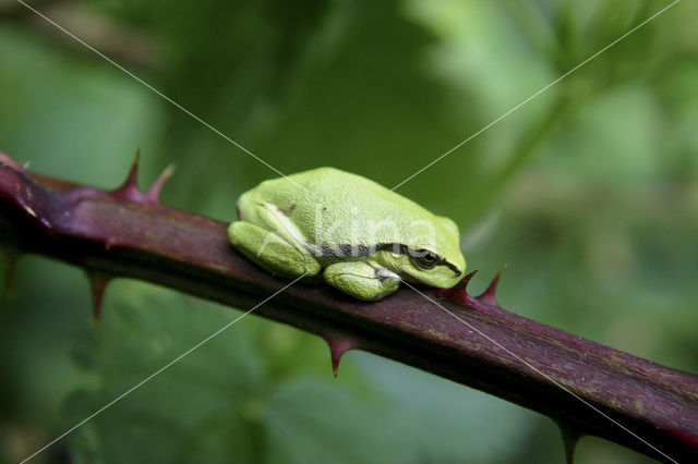 Europese boomkikker (Hyla arborea)