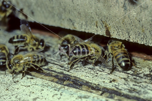 honey bee (Apis mellifera mellifera)