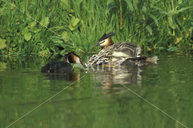 Great Crested Grebe (Podiceps cristatus)