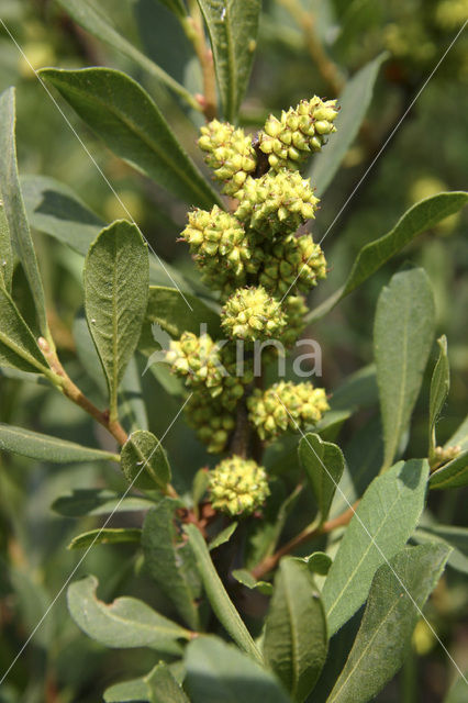 Gagel (Myrica)