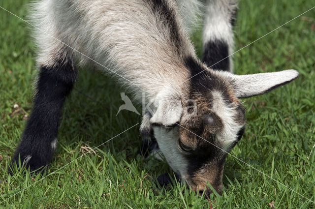Goat (Capra spp)