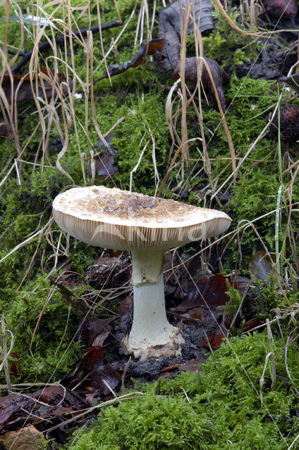 false death cap (Amanita citrina)