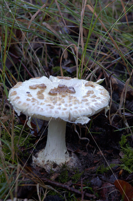 Gele knolamaniet (Amanita citrina)