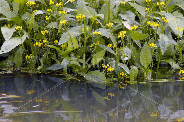 Gele waterkers (Rorippa amphibia)