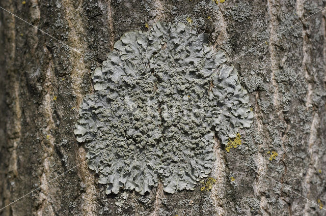 Powdered speckled shield lichen