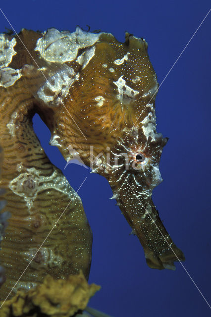 Lined Seahorse (Hippocampus erectus)