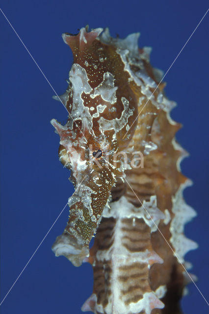 Lined Seahorse (Hippocampus erectus)