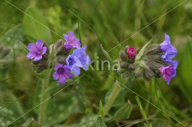 Lungwort (Pulmonaria officinalis)