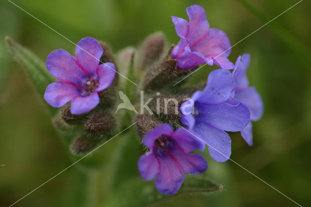 Lungwort (Pulmonaria officinalis)
