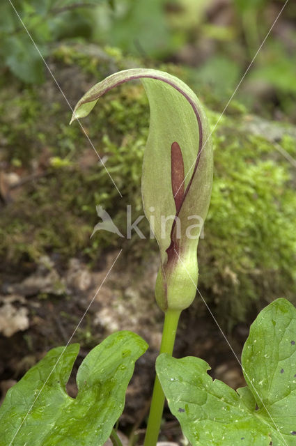 Lords-and-Ladies (Arum maculatum)