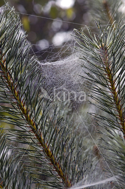 Labyrinth Spider (Agelena labyrinthica)