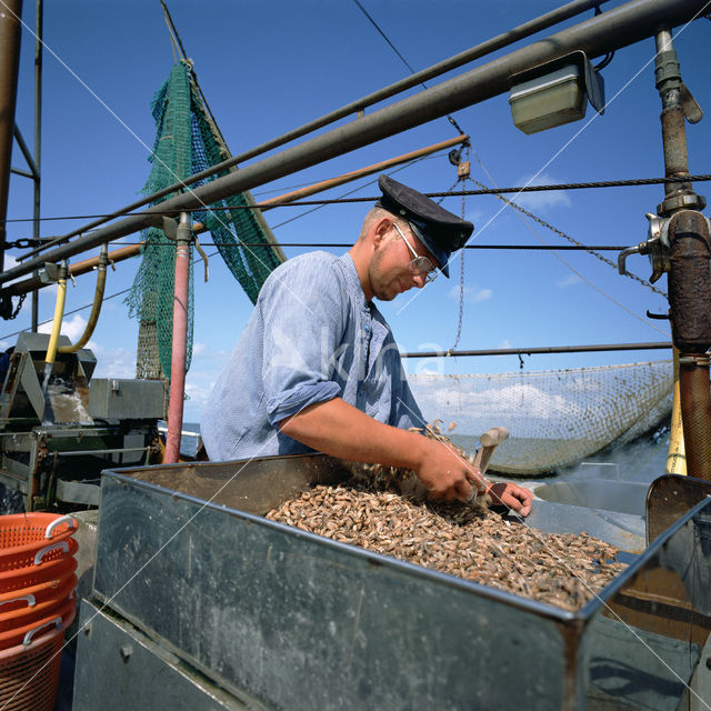 Common shrimp (Crangon cragnon)