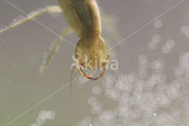 Great Diving Beetle (Dytiscus marginalis)