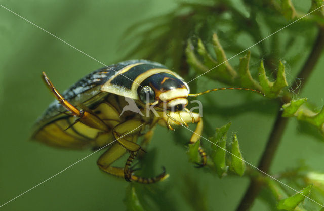 Great Diving Beetle (Dytiscus marginalis)