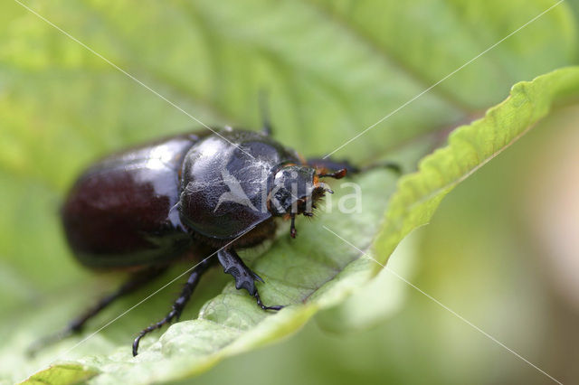 common cockchafer (Melolontha melolontha)