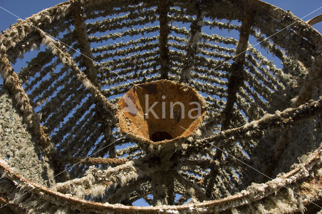 Common mussel (Mytilus edulis)