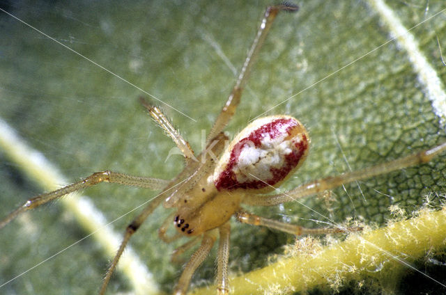 Gewone tandkaak (Enoplognatha ovata)