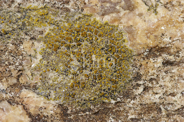 sea lichen (Caloplaca maritima)