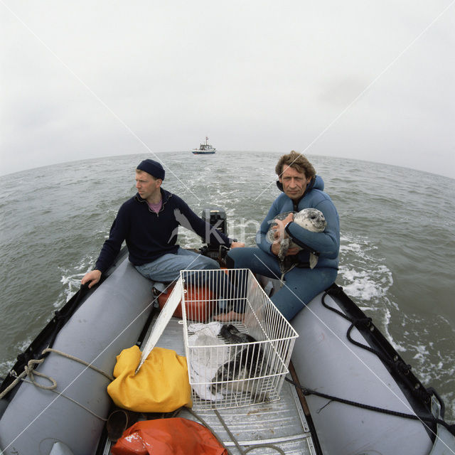 Common Seal (Phoca vitulina)