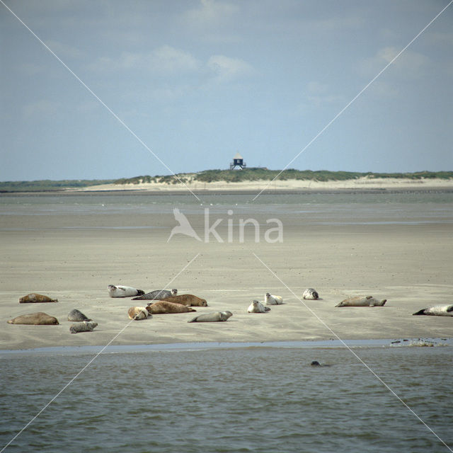 Gewone zeehond (Phoca vitulina)