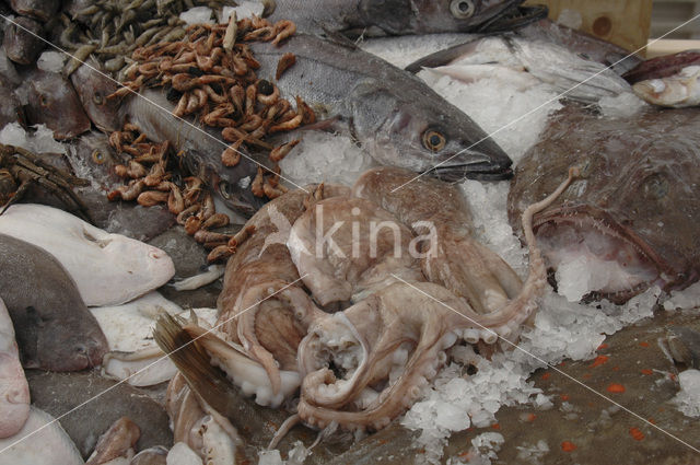 Common Cuttlefish (Sepia officinalis)