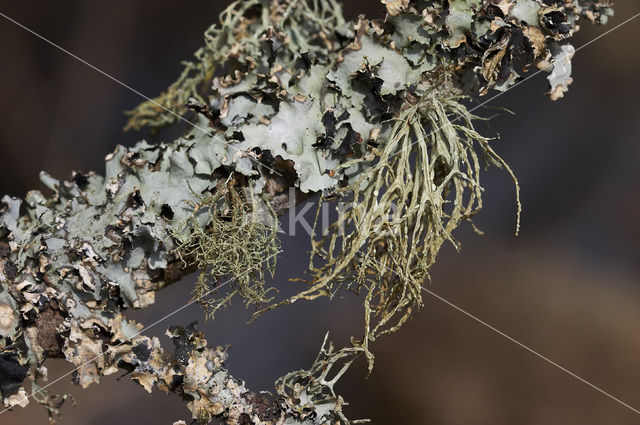 Gewoon baardmos (Usnea subfloridana)