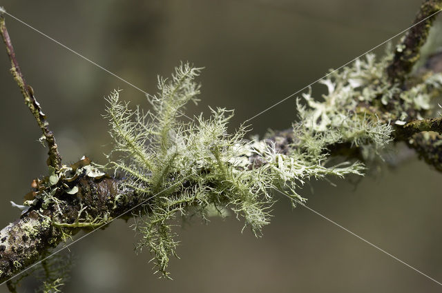 Beard lichen (Usnea subfloridana)