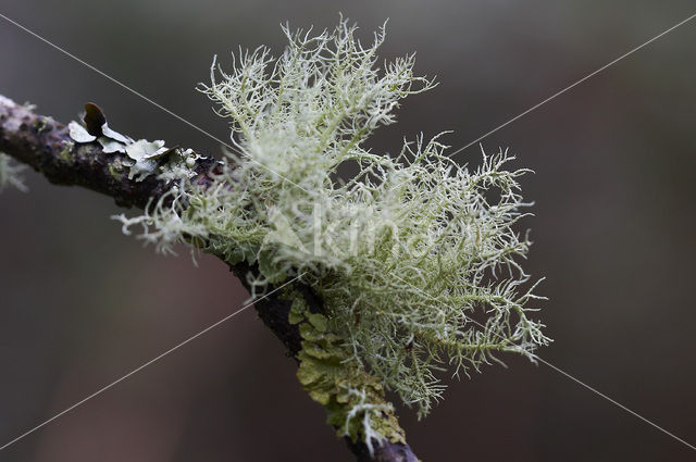 Beard lichen (Usnea subfloridana)