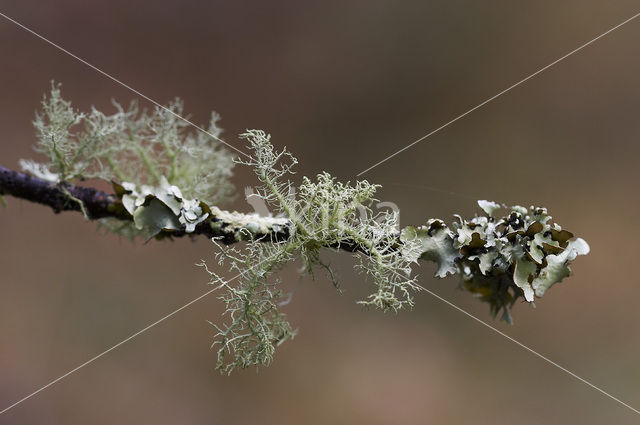 Gewoon baardmos (Usnea subfloridana)