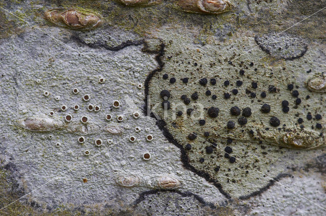 Disk lichen (Lecidella elaeochroma)