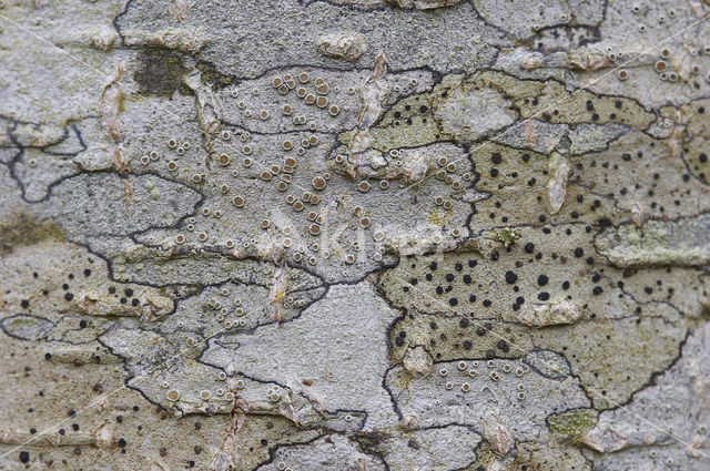 Disk lichen (Lecidella elaeochroma)