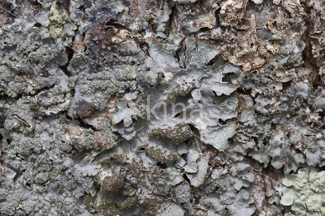 Gewoon schildmos (Parmelia sulcata)