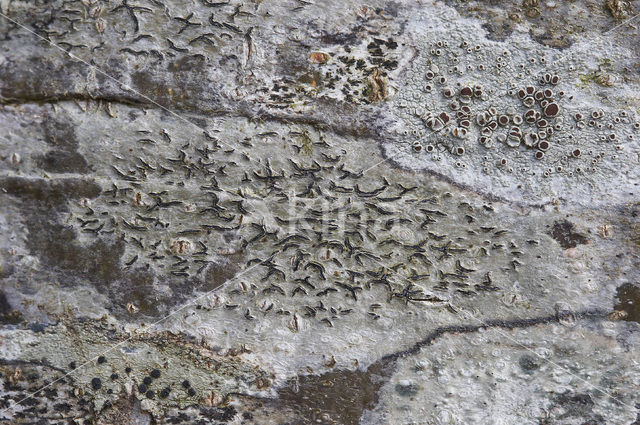 Common script lichen (Graphis scripta)